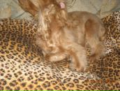 Игорь Горох фотография #18 (источник - https://vk.com/id6322143)