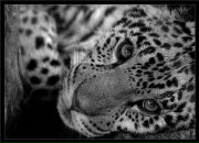 Фотография Ковылиной Анюты