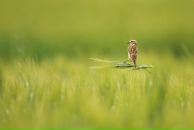 Денис Корнев фотография #27 (источник - https://vk.com/id768116)