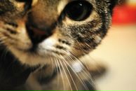 Іванка Думанська фотография #37 (источник - https://vk.com/id137617454)