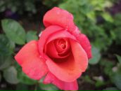 Эрика Быстрова фотография #32 (источник - https://vk.com/id111663)