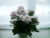 Фотография Едовиной Ксюши