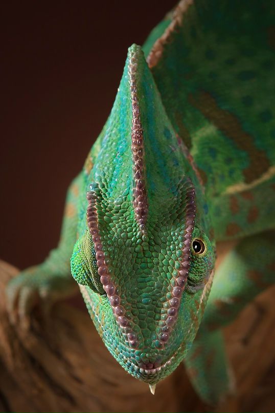 Daria Rogova фотография #8