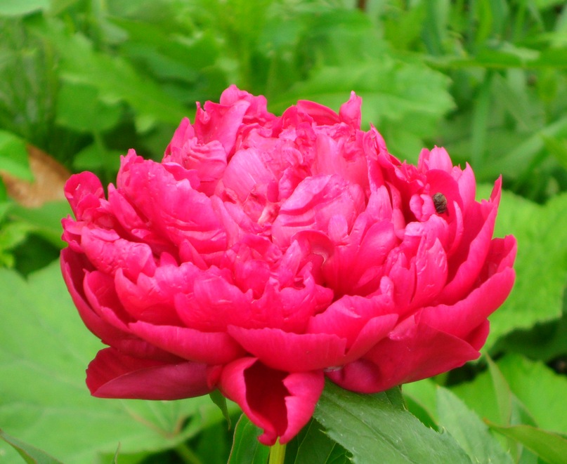 Наталья Мальцева фотография #7