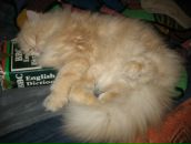 Светик Александрова фотография #29 (источник - https://vk.com/id890244)