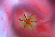 Malinka Smirnova фотография #5 (источник - https://vk.com/id1519145)