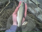 Мішка Тирпак фотография #45 (источник - https://vk.com/id93025430)