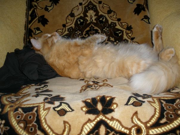 Red Kat фото №2