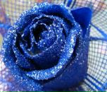 Маргаріта Іскра фотография #21 (источник - https://vk.com/id385779838)