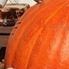 Артьом1к Твойласкавийзайка!!!!!====== фотография #7 (источник - https://vk.com/id147648234)