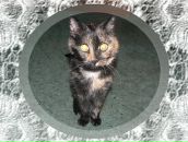 Фотография Белоруковой Тани