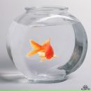 Фотография Lana Svet