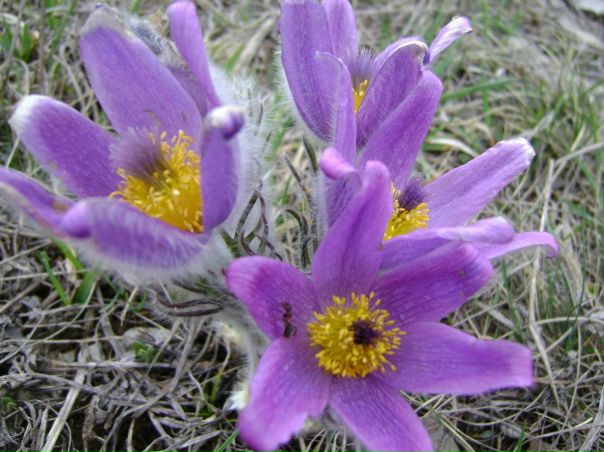 №6, Таня Гертель №6, Таня Гертель