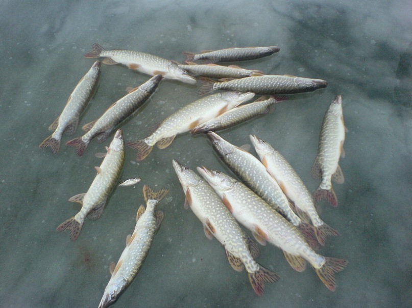 Андрей Скворцов фотография #9