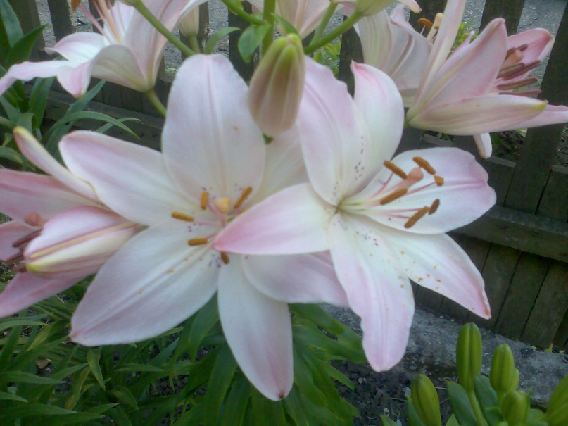 Алеся Дуденко фотография #33