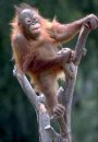 Ape Obstinate фотография #13 (источник - https://vk.com/id4298826)