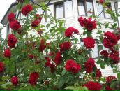 Фотография Приставки Катюшки