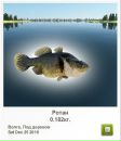 Савелій Бахтінов фотография #34 (источник - https://vk.com/id41655992)