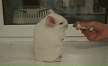 Софья Константиновна фотография #41 (источник - https://vk.com/id40472682)