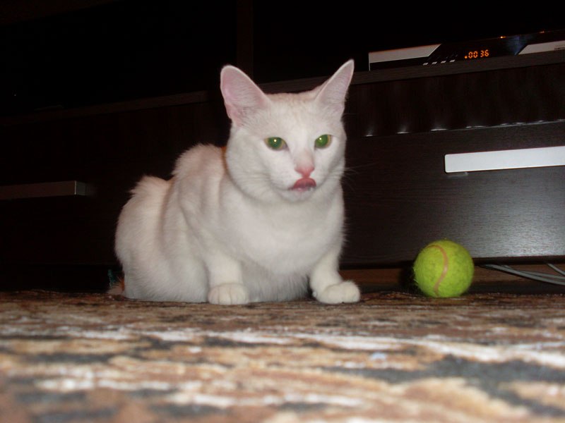 Рамис Galeev фотография #37