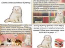 Кит Кит фотография #25 (источник - https://vk.com/id462945)