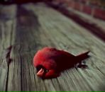 Фотография Грачевской Станиславы