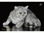 Фотография Агаларовой Виктории