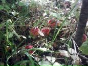 Фотография Ильиной Елены