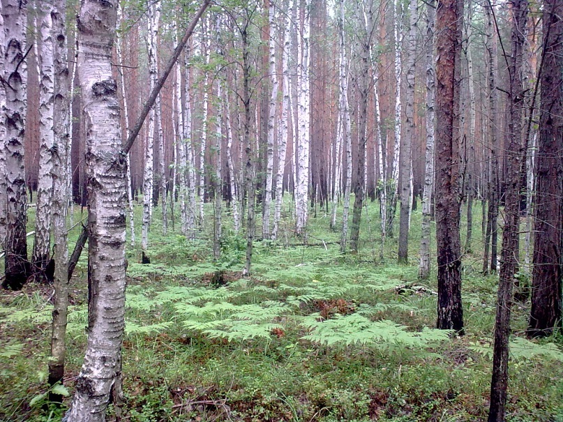 Альберт Туз фотография #49
