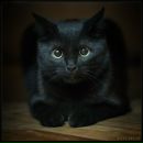 Фотография Костюка Григория