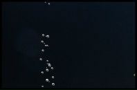 Віка Сивопляс фотография #17 (источник - https://vk.com/id125885607)