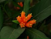 Alexey Dushen фотография #44 (источник - https://vk.com/id670180)