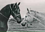 Інтернет-Радіо Науоа фотография #18 (источник - https://vk.com/id172619618)