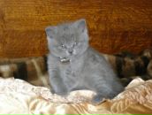 Дима Петухов фотография #34 (источник - https://vk.com/id2730252)