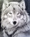 Коля Григорців фотография #11 (источник - https://vk.com/id163062485)