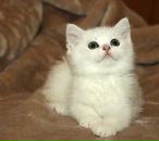 Фотография Нееловой Ирины