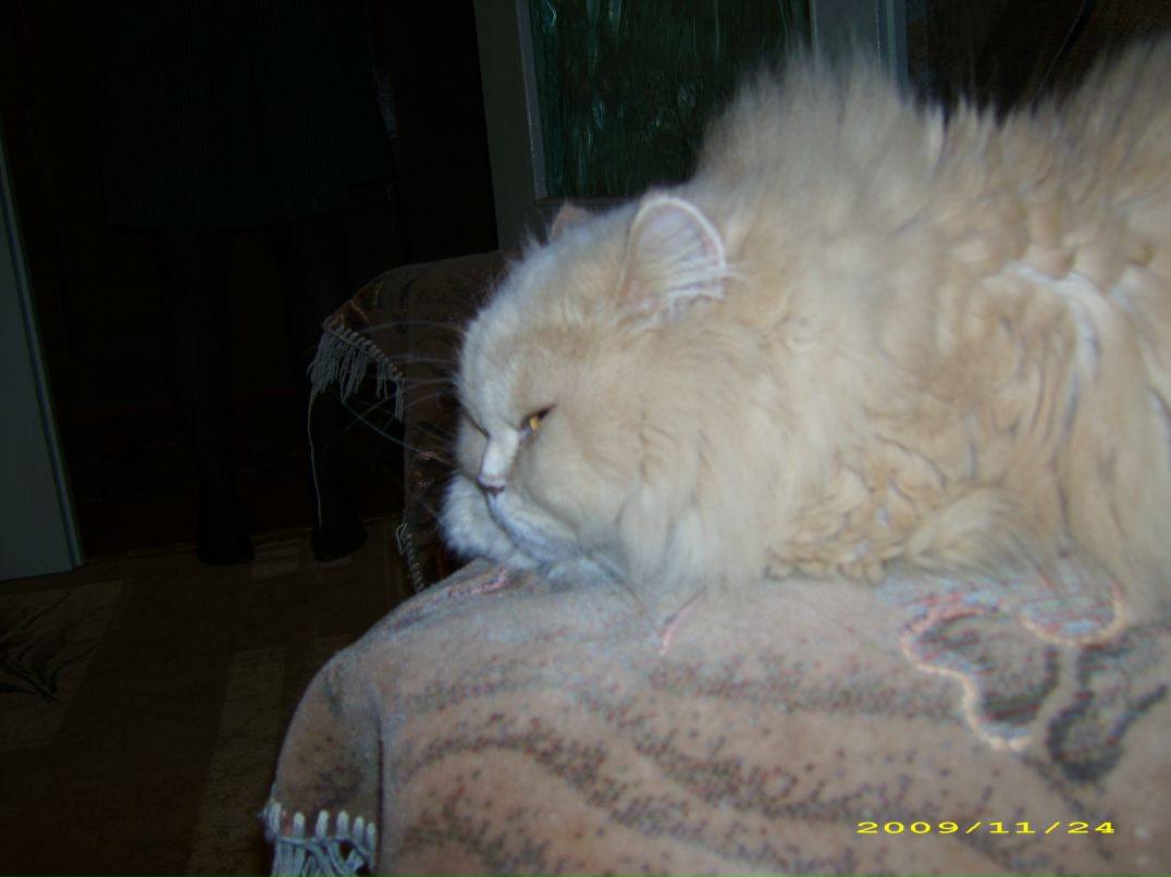 Илья Скобелев фотография #28