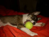 Лайма Ремінська фотография #42 (источник - https://vk.com/id108747419)