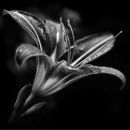 Фотография Фадеев Виктор