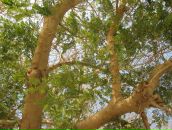 Любов Снітинська фотография #46 (источник - https://vk.com/id11759529)