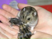 Ітачі Учіха фотография #10 (источник - https://vk.com/id168815675)