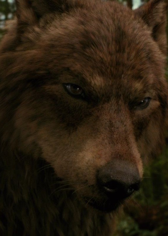 Джей Блэк фотография #47