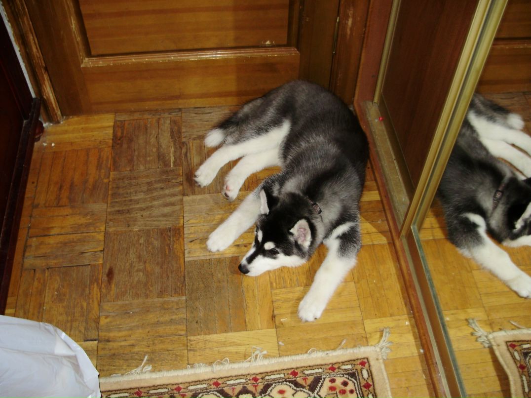 Дмитрий Тепляков фотография #26