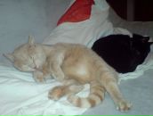 Андрій Давида фотография #26 (источник - https://vk.com/id10270199)