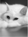 Киска Мур фотография #1