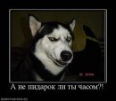 Руслан Пашаєв фотография #2 (источник - https://vk.com/id38958669)