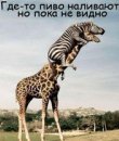 Вова Кіраль фотография #47 (источник - https://vk.com/id220857918)