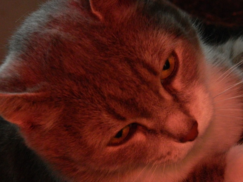 Ирина Коломникова фотография #48