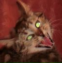 Фотография Мустафиной Валентины