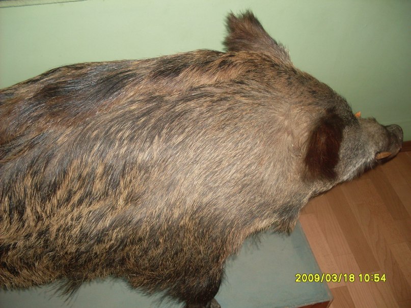 Дмитрий Белецкий фотография #47